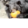 Black Bear 24