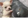 Disapproving dog 23