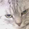kitty 24