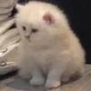 kitty 25