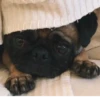 Disapproving dog 24