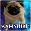 Pug Leonid 25