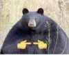 Black Bear 25