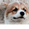 Disapproving dog 25