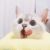 Expressive Cat 26