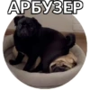 Pug Leonid 26