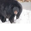 Black Bear 26