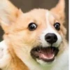 Disapproving dog 27