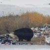 Black Bear 27