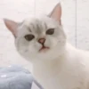 Expressive Cat 27