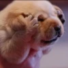 Disapproving dog 29