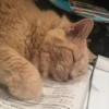 kitty 27