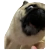 Pug Leonid 27