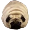 Pug Leonid 28