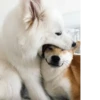 Disapproving dog 30