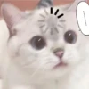 kitty 28