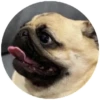 Pug Leonid 29