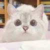 Expressive Cat 28