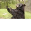 Black Bear 28