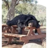 Black Bear 29