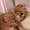 kitty 29