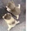 kitty 30