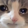 UwU 5