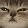 UwU 6