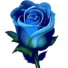 Flores e rosas 1 🌹 9