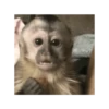 Monitos Lindos 5