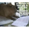 yo leyendo el libro que la profe dijo que leyeramos un dia antes de la prueba Copybara