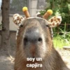 soy un capjira