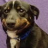 perritos 6