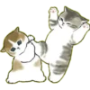 Lindos Gatitos💞1🇵🇪Clásica 17