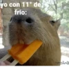 yo con 11° de frio: Copybara