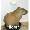 *Ilora*