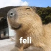 feli