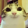 UwU 13