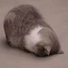 UwU 14