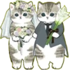 Lindos Gatitos💞1🇵🇪Clásica 24