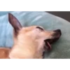 perritos 18