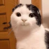 UwU 15