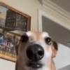 perritos 20