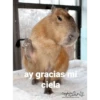 ay gracias mi ciela Capybara "Madress www.GiantHamster.com