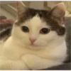Котята 🐱 6