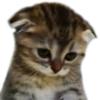 UwU 18