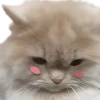 UwU 20