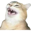 Котята 🐱 8