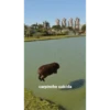carpincho suicida