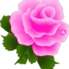 Flores e rosas 1 🌹 27